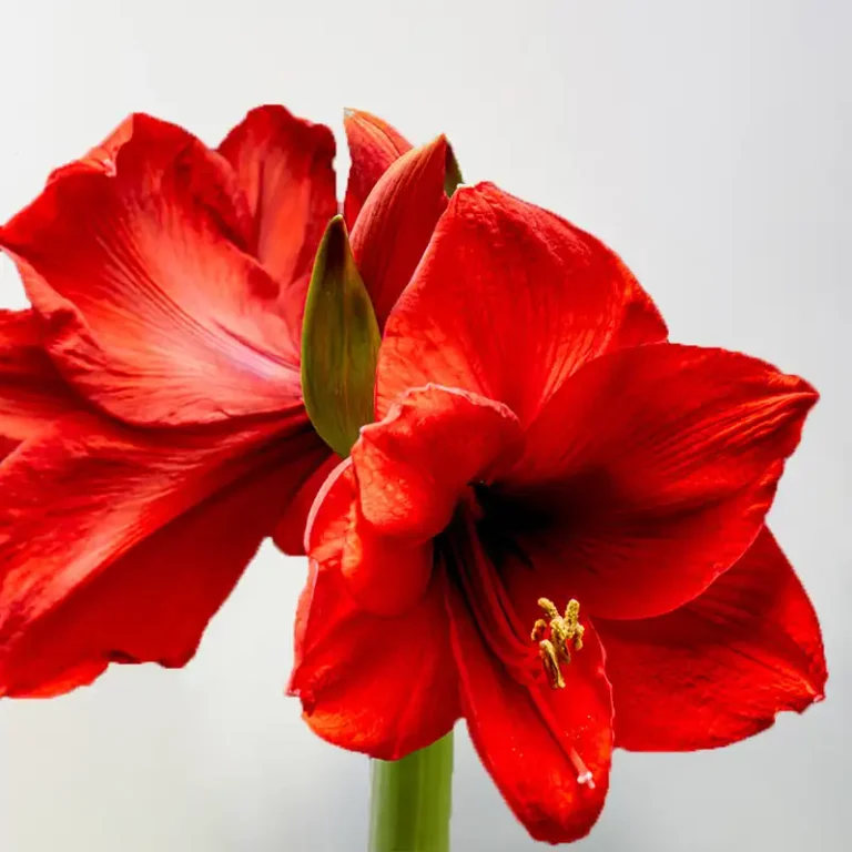 amaryllis fleur rouge en pot