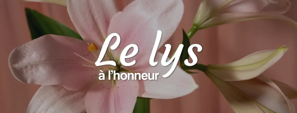 Choisir vos fleurs de Lys : asiatique ou oriental ? lys en bouquet en livraison en France