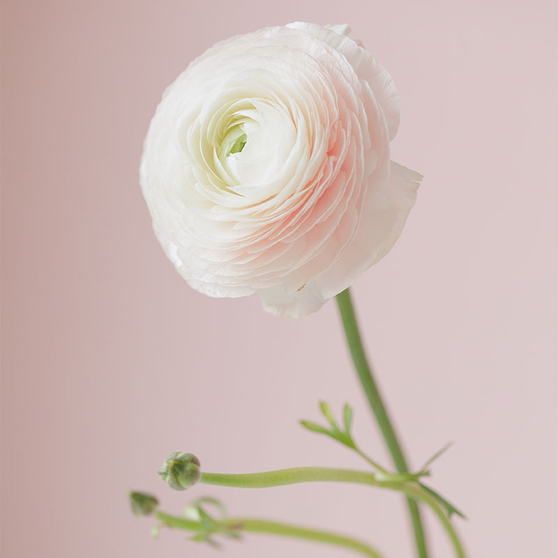 La belle Renoncule Fleur de France pour une Saint Valentin sans Roses