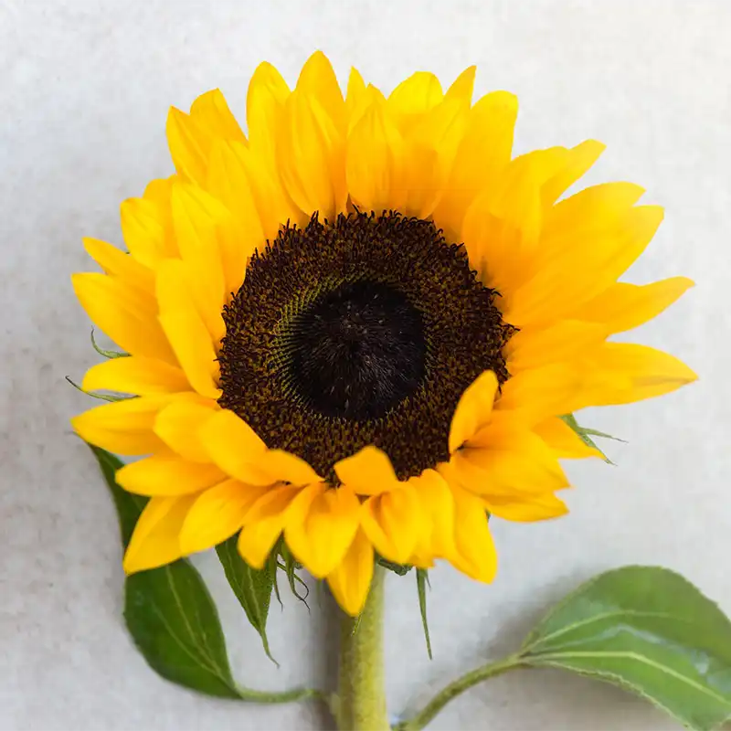 Fleurs de juin : Rose et 4 autres merveilles de saison fleur de tournesol