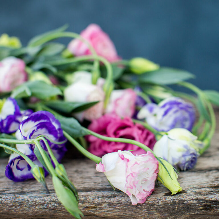 prix des fleurs de lisianthus d'été multicolores