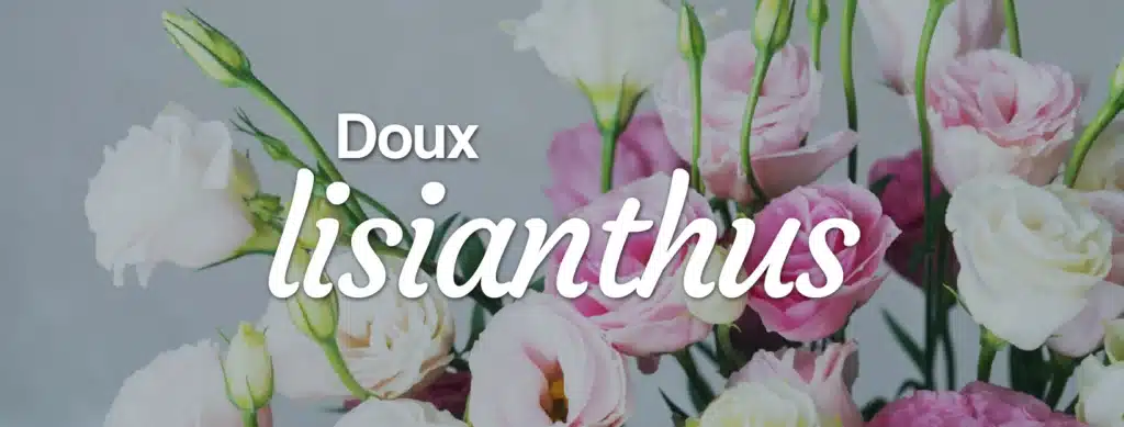 Lisianthus fleur de france