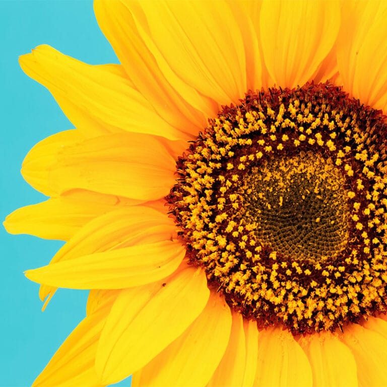 Fleurs de juillet : Tournesol et vacances tournesol soleil fleurs de juillet