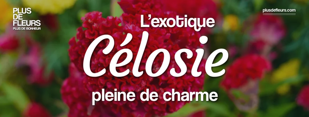 La Célosie : une fleur exotique pleine de charme bouquets de célosie en livraison
