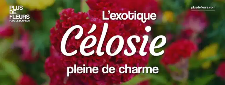 bouquets de célosie en livraison