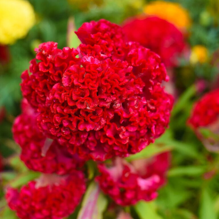 La Célosie : une fleur exotique pleine de charme fleur de célosie rouge