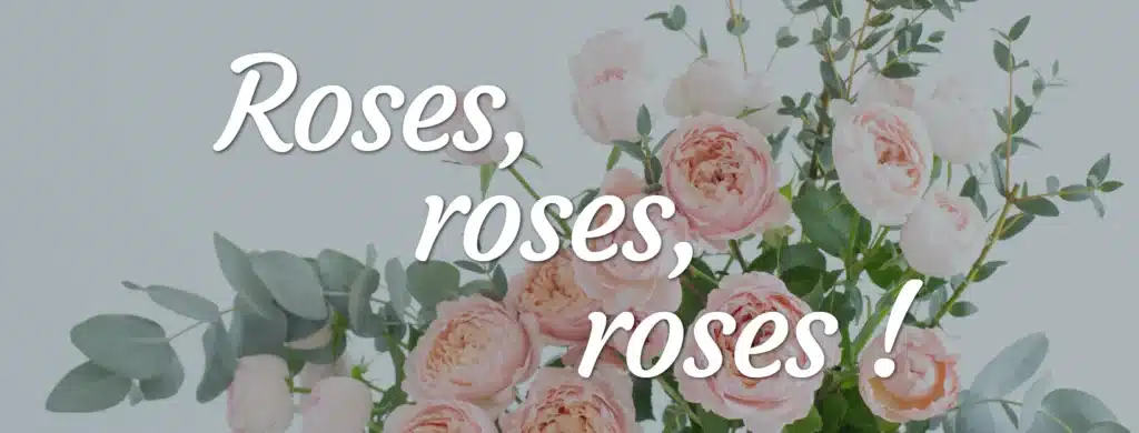 Les couleurs des Roses Livraison de roses à domicile en France