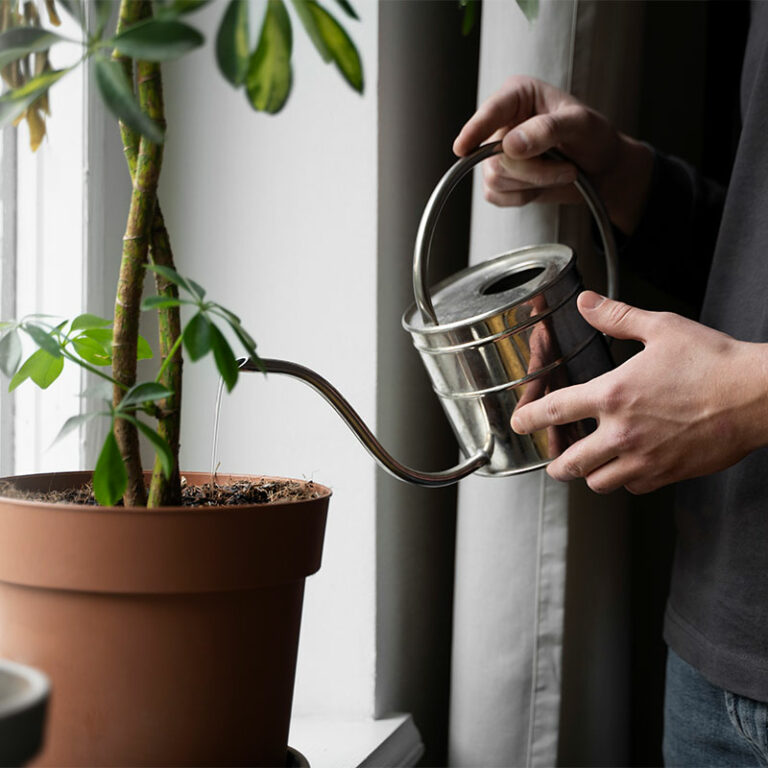 arroser les plantes à la rentrée