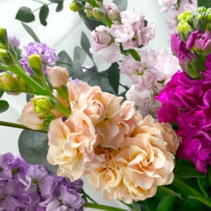 Commande de fleurs de giroflées variées fleur de printemps