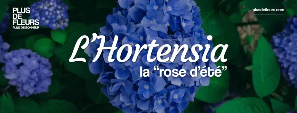 Hortensia, la Rose d'été hortensia à livrer en France