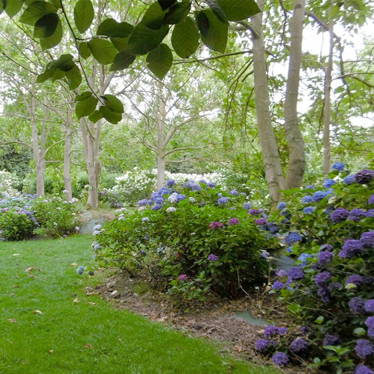 hydrangea Jardin Shamrock