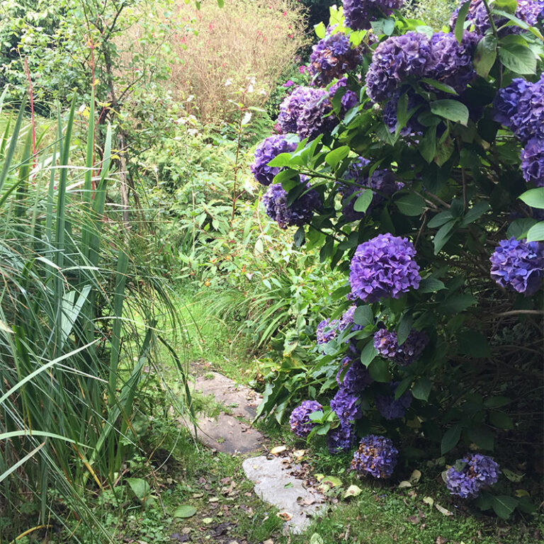 jardin d'hortensias violets
