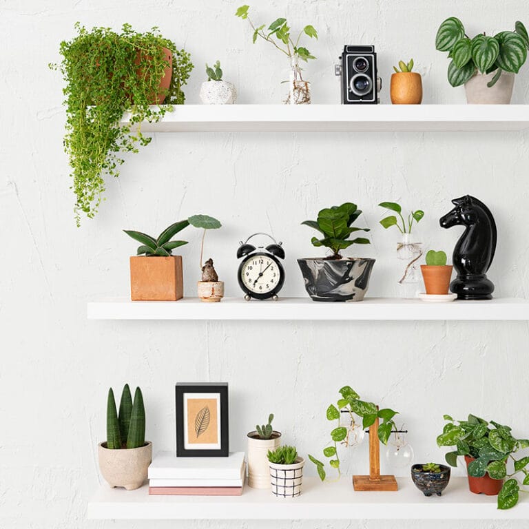 mur végétal de plantes dépolluantes