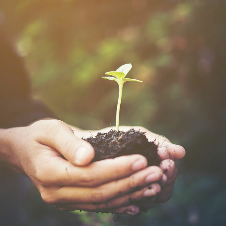 prendre soin d'une plante