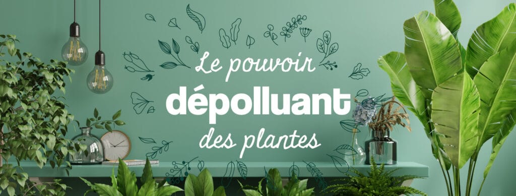 Le pouvoir des plantes dépolluantes