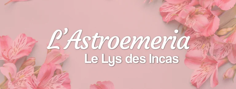 alstroemeria lys des incas