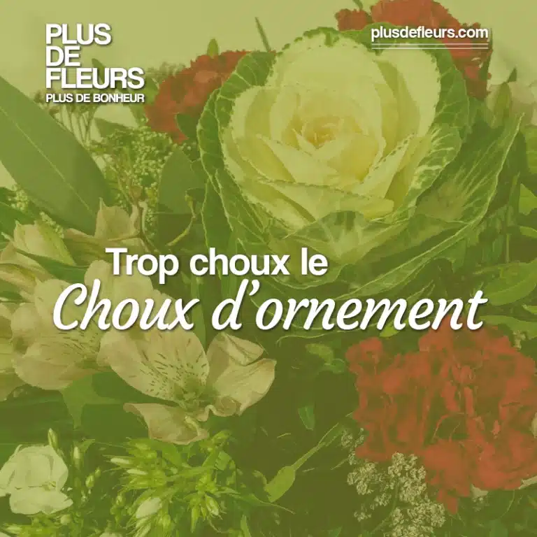 Une semaine trop Choux ! choux d'ornement dans les bouquets de fleurs