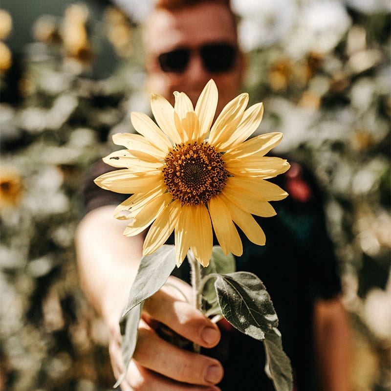 offrir un tournesol producteur de fleurs de saison