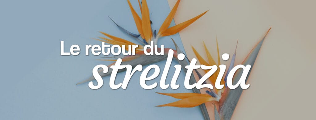 Le Strelitzia : l'Oiseau du paradis Le retour du strelitizia, l'oiseau de paradis fleur tropical