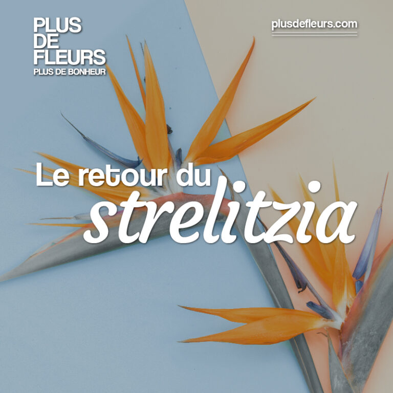 Le retour du strelitzia, l'oiseau de paradis fleur tropicale