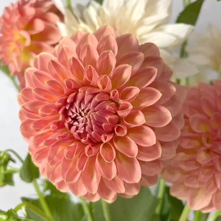 La fleur de Dahlia pour dire merci Dahlia saumon