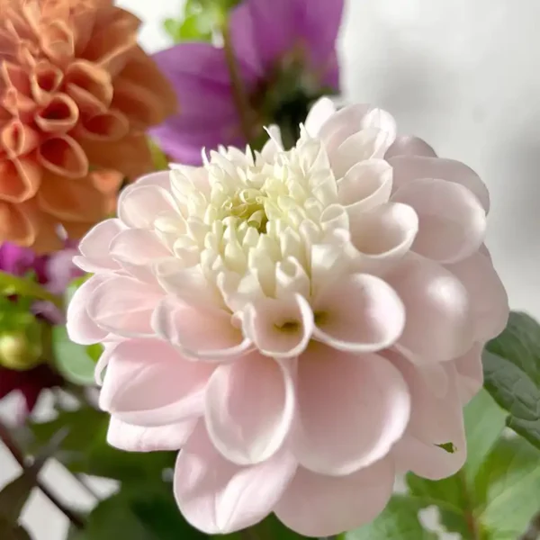 dahlias rose pale