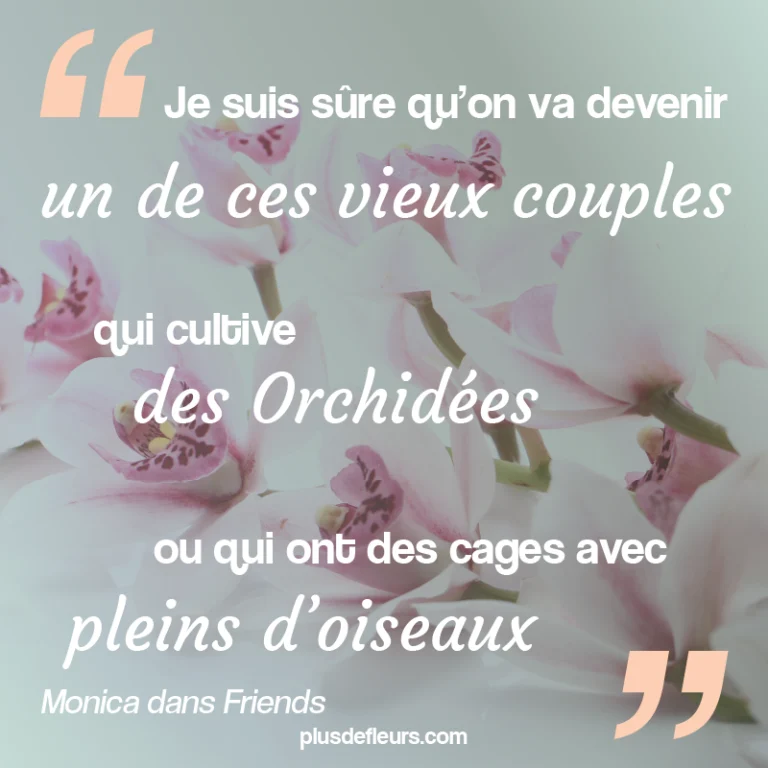 citation sur les orchidées friends