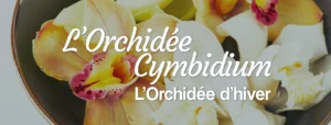 livraison d'orchidée cymbidium d'hiver à domicile