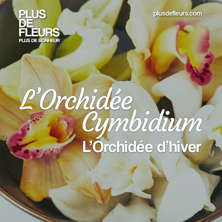 livraison d'orchidée cymbidium d'hiver à domicile