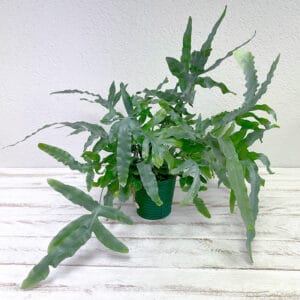 livraison de plante Fougère blue star