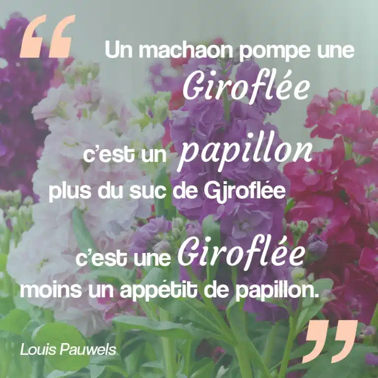 citation sur la fleur de giroflée