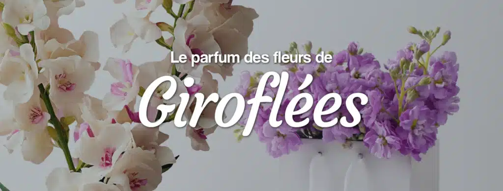 Le parfum des fleurs de Giroflées Livraison de fleurs de giroflées à domicile