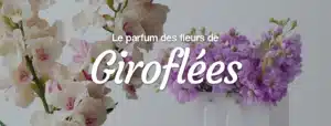 Livraison de fleurs de giroflées à domicile