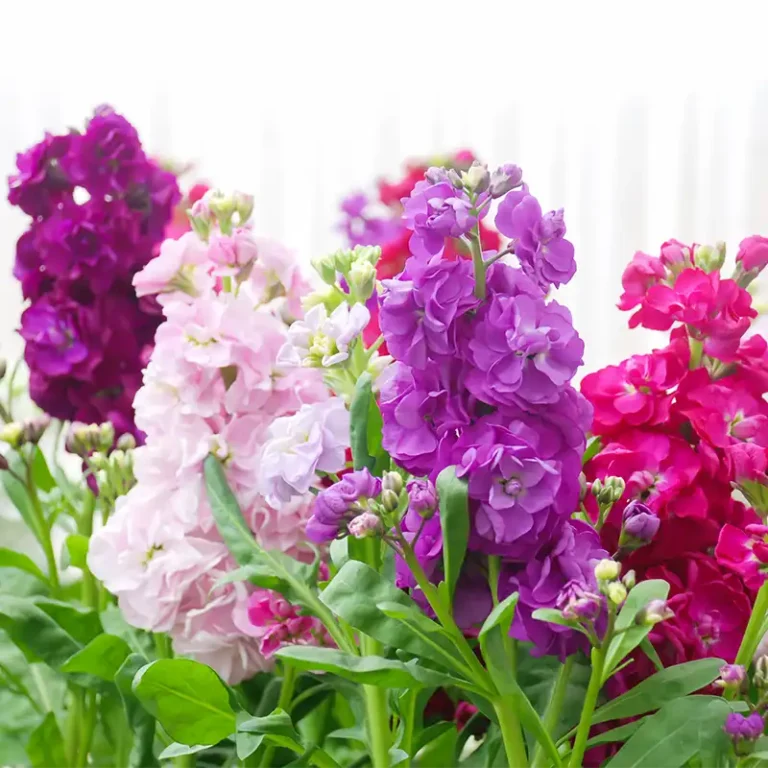 Matthiola ou giroflée rose