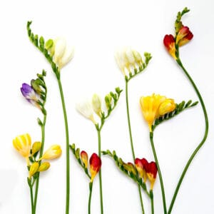 Livraison de Freesias parfumés et colorés, fleurs de printemps