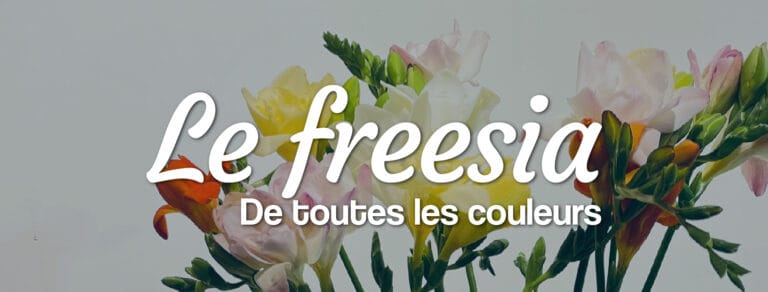 des freesias de toutes les couleurs