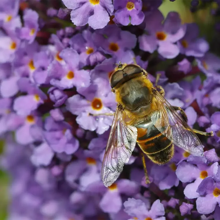 abeille sur du lilas violet