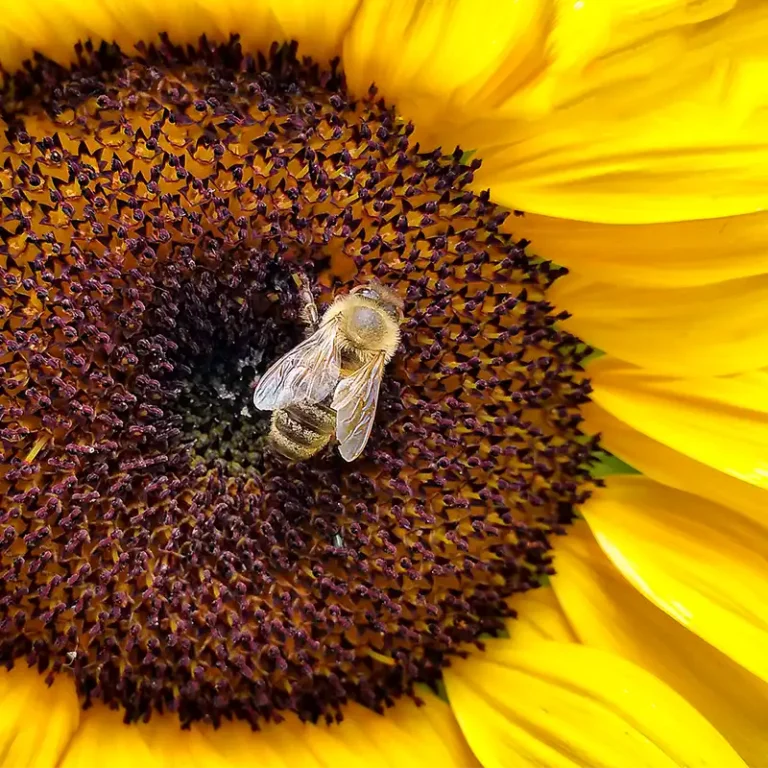 abeille sur du tournesol