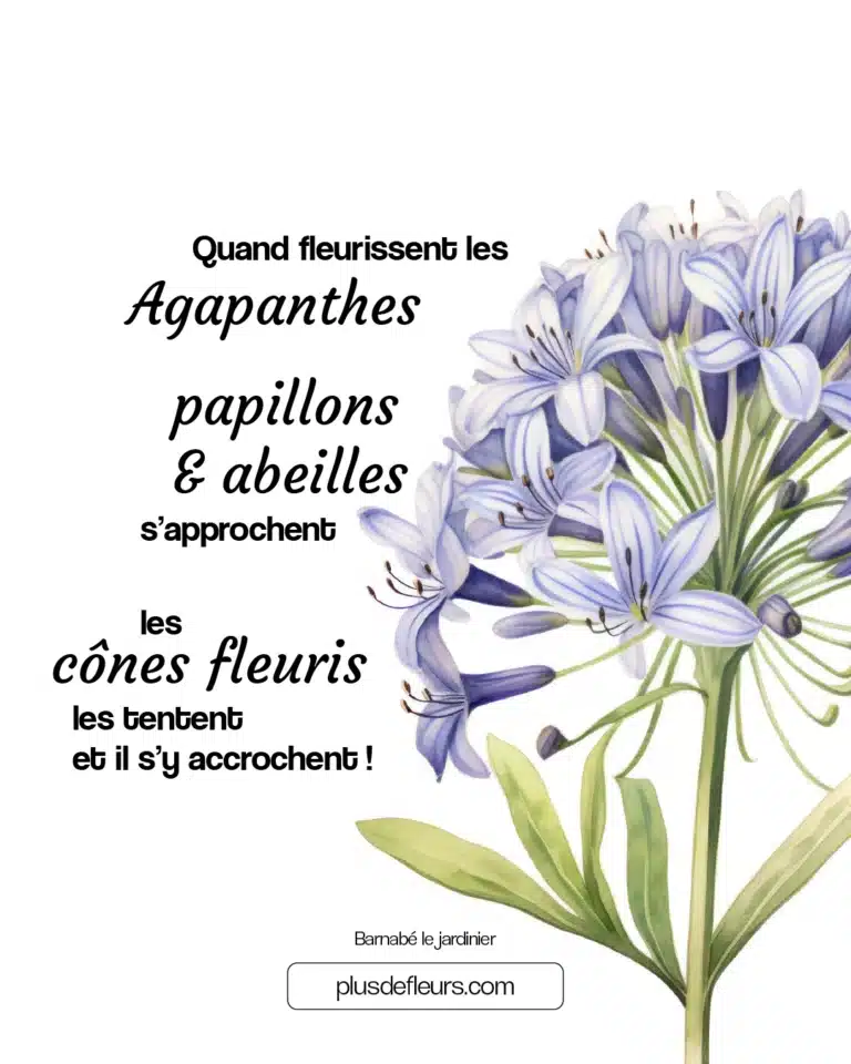 Agapanthe : une fleur bleue Citation "quand fleurissent les Agapanthes..."