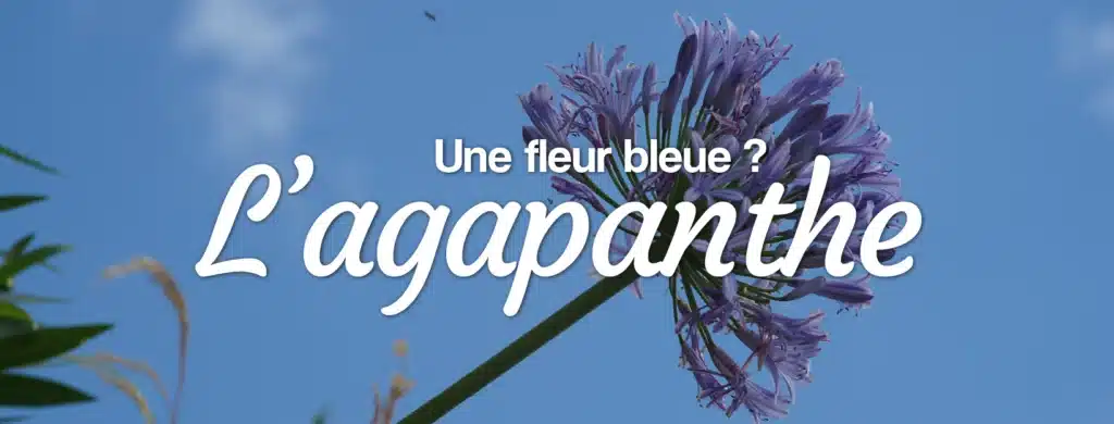 Livraison de fleurs Agapanthe