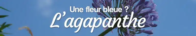 Agapanthe : une fleur bleue Livraison de fleurs Agapanthe