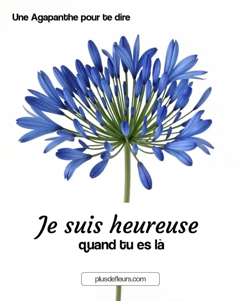 Agapanthe : une fleur bleue une agapanthe pour dire je suis heureuse quand tu es là langage des fleurs