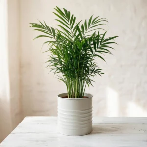 Chamaedorea elegans Palmier nain - Plante d'intérieur