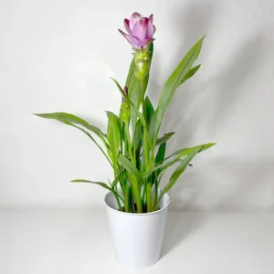 livraison de curcuma plante fleurie violette