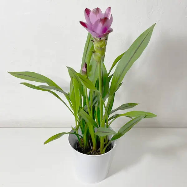 livraison de curcuma plante fleurie violette