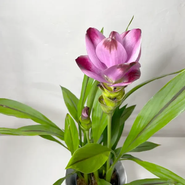 livraison de curcuma plante fleurie violette