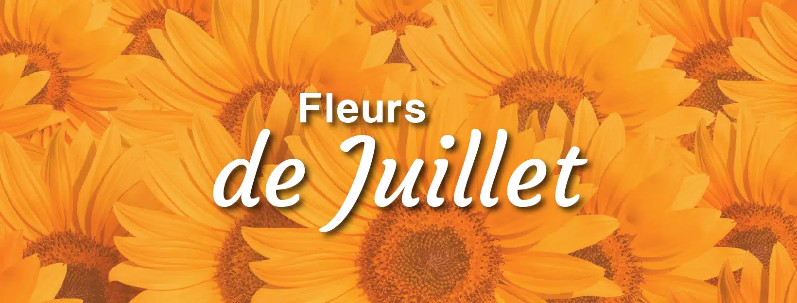 Fleurs de juillet