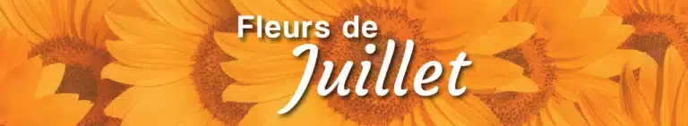 Fleurs de juillet : Tournesol et vacances Fleurs de juillet
