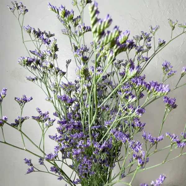 livraison de limonium violet pour les mariages