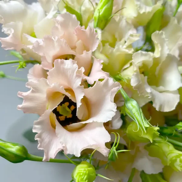 livraison de bouquet de lisianthus saumon décoration